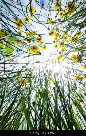 Dandelions seen from a low angle Stock Photo