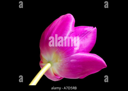 Tulip Stock Photo