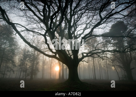 Sun rising though a msity woodland scene dominated by a giant beech tree in Dorset, England, UK Stock Photo
