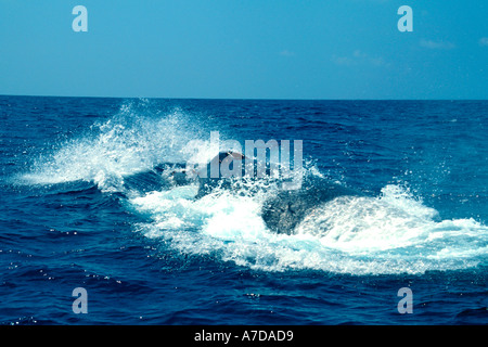 Humpback whale breathing Megaptera novaeangliae Hawaii N Pacific Stock Photo