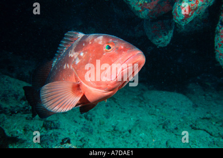 Red grouper Epinephelus morio Abrolhos National Marine Sancturay Brazil S Atlantic Stock Photo