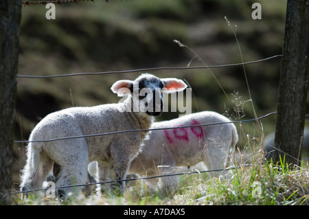 Newborn lambs in a field behind a fence Stock Photo