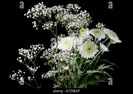 Baby’s breath (Gypsophila paniculata) Stock Photo