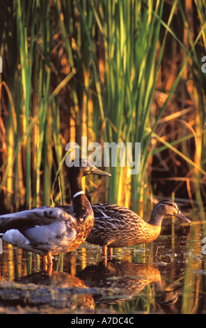 Male and female Mallard in a wetland at Illinois Beach State Park Illinois Stock Photo