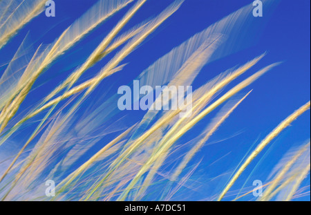 Beach grasses blowing in the wind Stock Photo