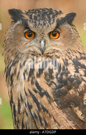 Uhu Bubo bubo Eurasian Eagle Owl Europe Europa Stock Photo