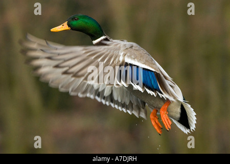 Stockenten Im Flug Stock Photo Alamy