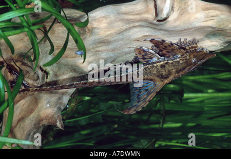Panama sturisoma, royal whiptail, royal farowella (Sturisoma panamense) Stock Photo