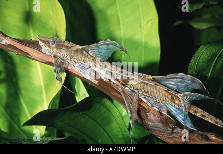 Panama sturisoma, royal whiptail, royal farowella (Sturisoma panamense) Stock Photo