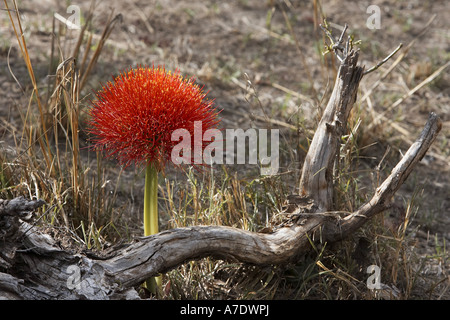 blood lily, cape tulip (Haemanthus katherinae, Scadoxus multiflorus ssp. katherinae), Kenya, Masai Mara National Reserve Stock Photo