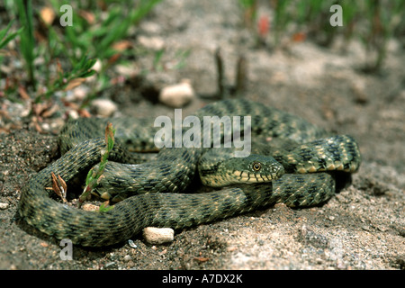 Dice Snake (Natrix tessellata) basking on stone, Hungary Stock Photo ...