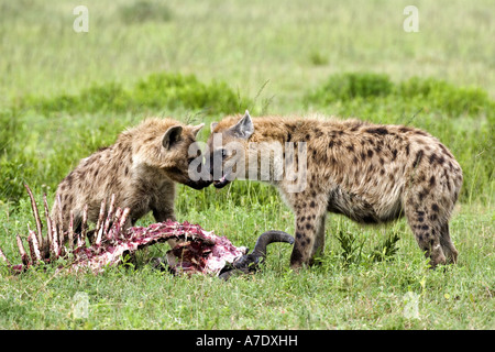 spotted hyena (Crocuta crocuta), two individuals at a cadaver, Tanzania, Serengeti Stock Photo