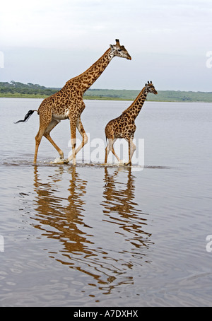 Masai giraffe (Giraffa camelopardalis tippelskirchi), two individuals wading through lake, Tanzania, Serengeti NP, Lake Ndutu Stock Photo