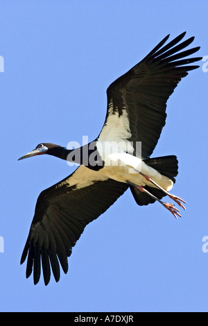 Abdim's stork (Ciconia abdimii), flying, Tanzania, Serengeti NP, Lake Ndutu Stock Photo