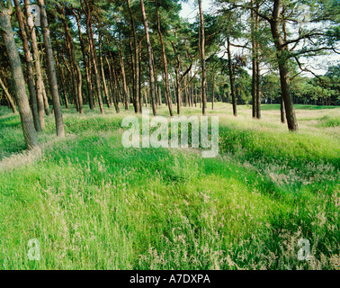 FRANCE NORD/PAS-DE-CALAIS VIMY RIDGE FIRST WORLD WAR Stock Photo