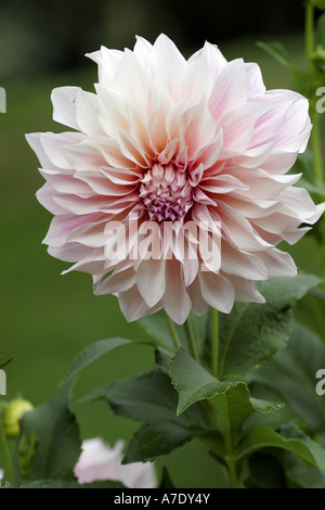 georgina (Dahlia Cafe au lait, Dahlia 'Cafe au lait'), decorative dahlia Cafe au lait, Dahliengarten in der Lichtentaler Allee Stock Photo