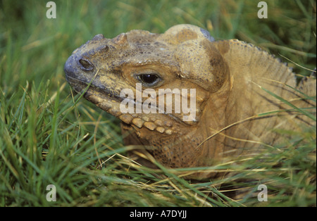 rhinoceros iguana (Cyclura cornuta), portrait, Dominican Republic Stock Photo