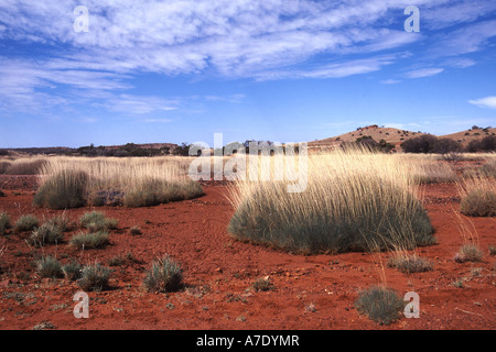 Spinifex (Spinifex spec.), desert landscape in central Australia with Spinifex grass, Australia Stock Photo