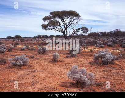 Australian saltbush (Atriplex semibaccata), desert landscape in central Australia, Australia Stock Photo