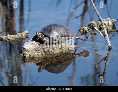 painted turtle, Eastern painted turtle (Chrysemys picta), sunbathing, USA, Florida Stock Photo