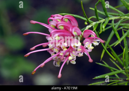 Rosemary Grevillea (Grevillea rosmarinifolia), inflorescence Stock Photo