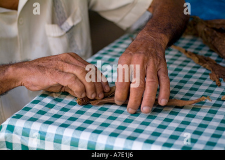 Senior man rolling a cigar, Vinales Valley, Pinar del Rio Province, Cuba. Stock Photo