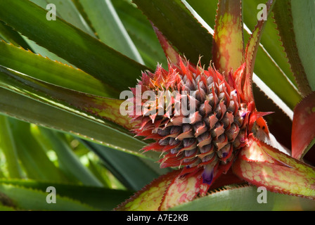 Pineapple fruit - Ananas comosus Stock Photo