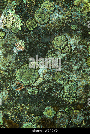 lichen on a grave stone Stock Photo