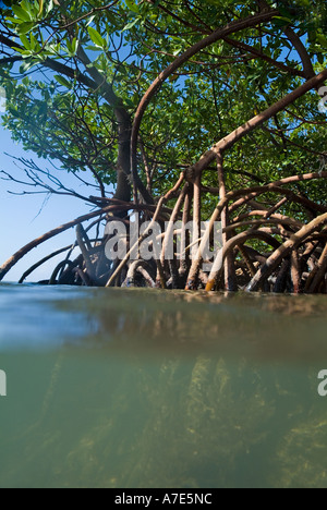 Mangroves growing in the waters of Cayo Jutias, Cuba. Stock Photo
