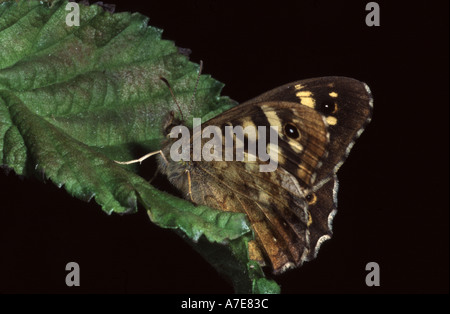 Speckled Wood Butterfly Pararge aegeria UK Stock Photo