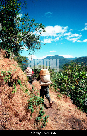 Bringing picked coffee back to beneficio in Porvenir Guatemala Stock Photo