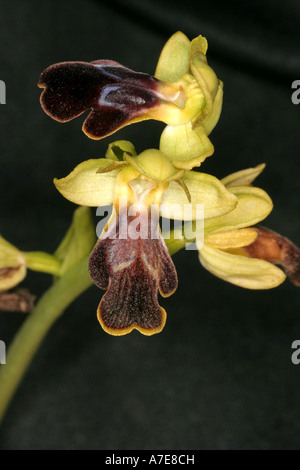 wild orchid Ophrys fusca Sombre Bee Orchid Algarve Portugal Europe Stock Photo