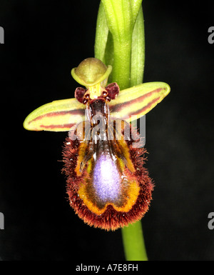 Mirror Bee Orchid Ophrys Speculum ciliata Algarve Portugal Europe Stock Photo