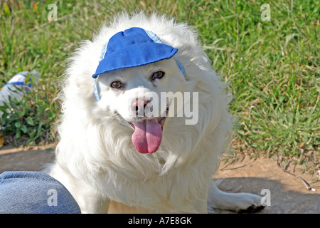 white Spitz wearing a blue cap Stock Photo