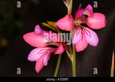 Gladiolus illyricus Algarve Portugal Europe Stock Photo