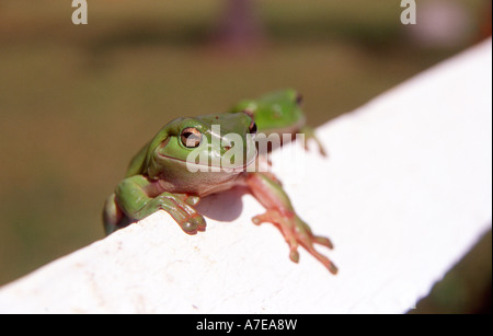 two green australian treefrogs sitting on a fence rail Stock Photo