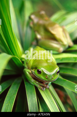two australian green treefrogs sitting on leaves Stock Photo