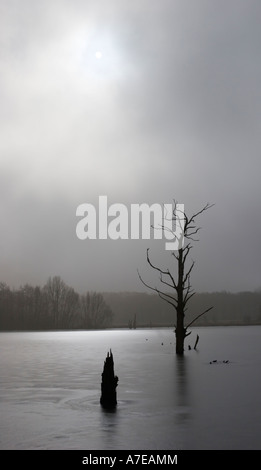 Dead trees in a frozen pond Stock Photo