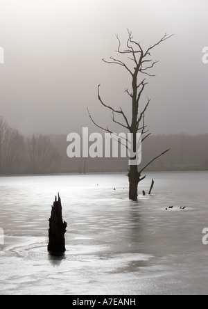 Dead trees in a frozen pond Stock Photo