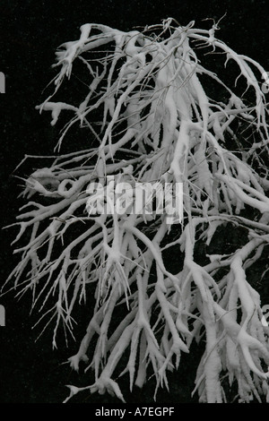 Tree branches covered in snow Stock Photo