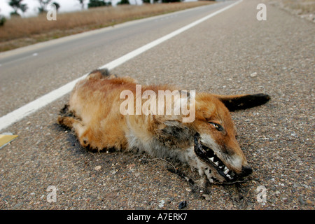 Road Kill dead fox after being run over on a road Stock Photo