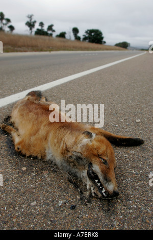 Road Kill dead fox after being run over on a road Stock Photo