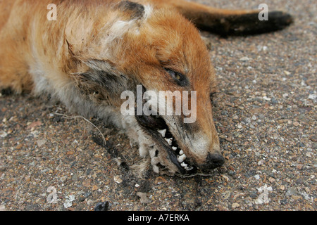 Road Kill dead fox after being run over on a road Stock Photo