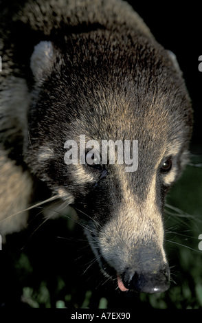 CA, Panama, Barro Colorado Island, Coati (Nasua narica) Stock Photo