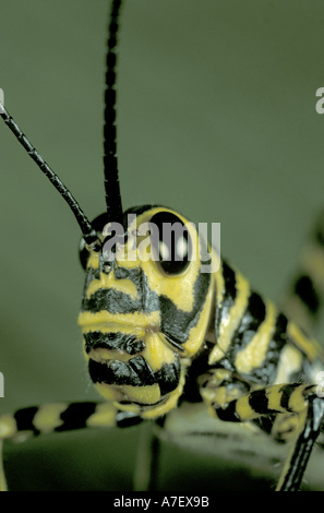 CA, Panama, Barro Colorado Island.  Black and  yellow grasshopper Stock Photo