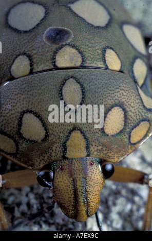 CA, Panama, Barro Colorado Island.  Beetle (order Coleoptera) Stock Photo