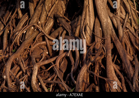 CA, Panama, Barro Colorado Island, tangled roots Stock Photo