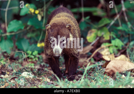 CA, Panama, Barro Colorado Island, Couati (Nasua narica) Stock Photo