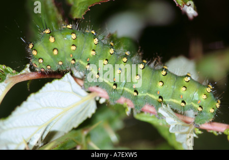 Emperor moth caterpillar (Saturnia pavonia). Stock Photo