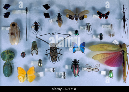 CA, Panama, Barro Colorado Island, collection of insects Stock Photo